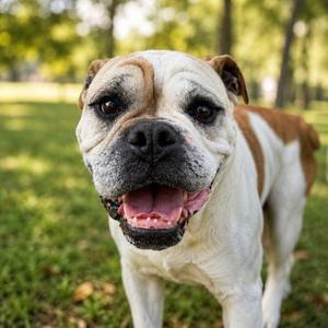 Max Venkman, American Bulldog, adult, available for adoption