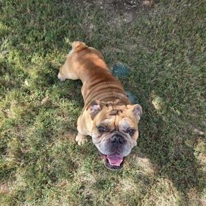 A brown bulldog lying on a grassy field, looking up at the camera with its tongue out.