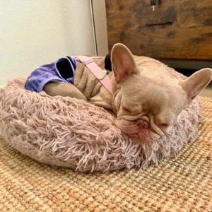 Promise the House-elf, French Bulldog, young, available for adoption
