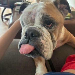 Griffs, English Bulldog, adult, available for adoption