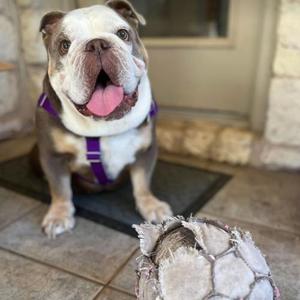 Rhea, English Bulldog, young, available for adoption