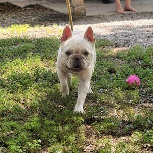 Oatie-Juice, French Bulldog, young, available for adoption