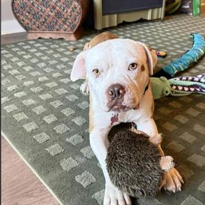 Auggie the Unwrapped, American Bulldog, puppy, available for adoption