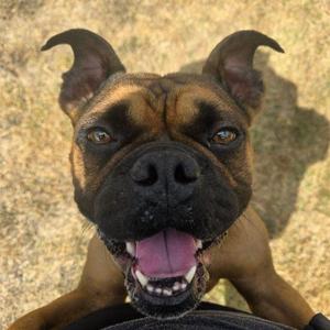 Curios 'Frito' George, English Bulldog / American Bulldog, young, available for adoption