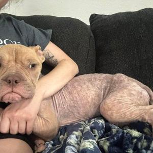 Jeannie Cottontail, French Bulldog / American Bulldog, puppy, available for adoption