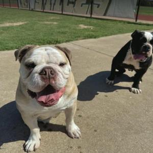 Two dogs on a sidewalk, one is a light-colored bulldog with a pink tongue sticking out, and the other is a black and white dog with a pink tongue sticking out. They are both standing on a concrete path with grass and a fence in the background.