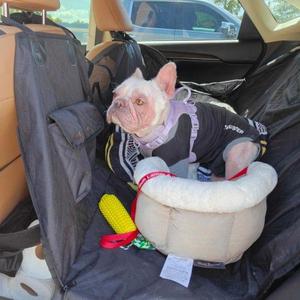 Lola Bearington, French Bulldog, young, available for adoption