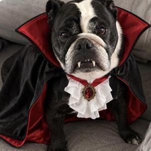 Diva- Vampira, English Bulldog, adult, available for adoption