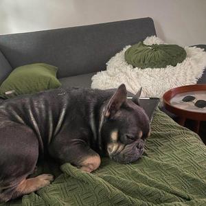 Orville Jokenpupper, French Bulldog, young, available for adoption