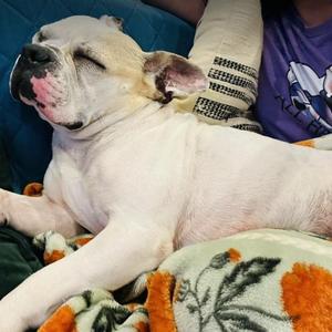 Batty-Taffy, French Bulldog, young, available for adoption