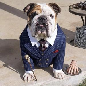 Stetson Gomez, English Bulldog, young, available for adoption