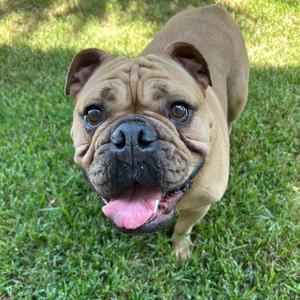 A brown dog with a wrinkled face and floppy ears standing on green grass, looking up with its tongue out.