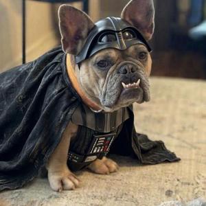 Darth-Ludo, French Bulldog, young, available for adoption