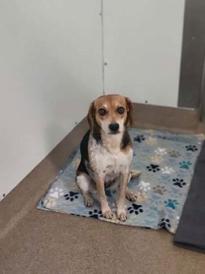A beagle dog sitting on a blue blanket with paw prints on it.