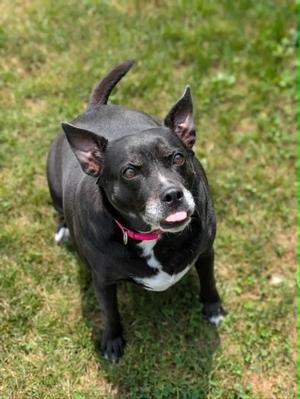 Katie, Beagle Mix, senior, available for adoption
