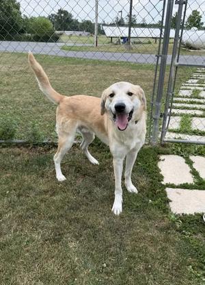 a happy yellow labrador retriever standing in a grassy area with a chain-link fence in the background