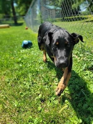 Luigi, Rottweiler and German Shepherd Dog, puppy, available for adoption