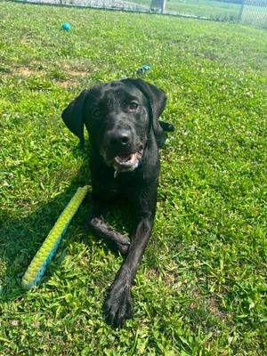 Biscuit, Labrador Retriever Mix, young, available for adoption