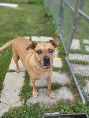 a brown dog standing on a concrete path