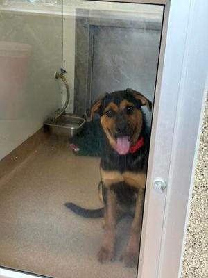 Mario, Rottweiler and German Shepherd Dog, puppy, available for adoption