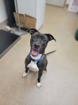A black and white dog with a blue collar sitting on a beige floor, looking up with its mouth open and tongue out.