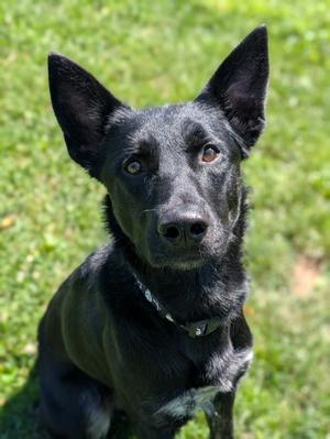 Rex, German Shepherd Dog Mix, young, available for adoption