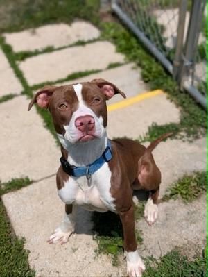 Hei Hei, Terrier Mix, young, available for adoption