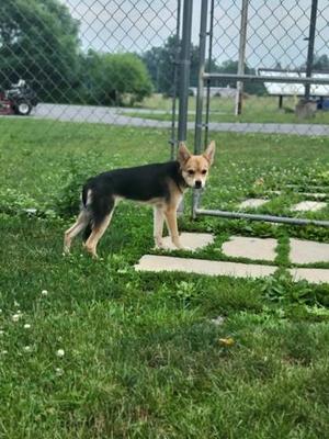 A small dog with black and tan fur standing on a grassy area near a chain-link fence.