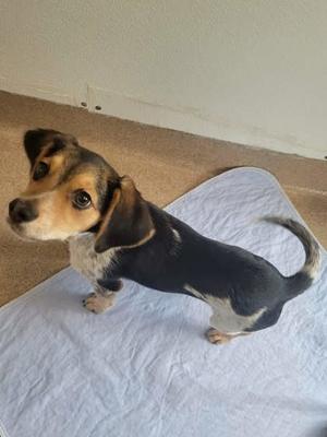 Cedar, Beagle and Chihuahua - Smooth Coated, puppy, available for adoption