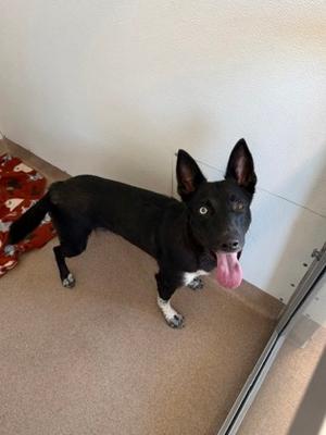 Roxie, German Shepherd Dog Mix, young, available for adoption