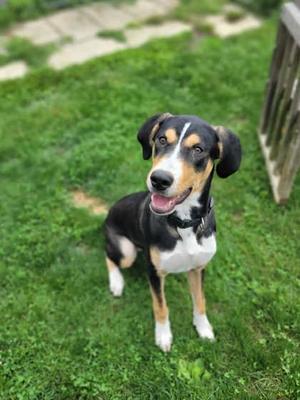A black, white, and brown dog sitting on a grassy lawn, looking up with its mouth open and tongue out.