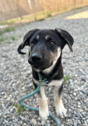 Dom, German Shepherd Dog, young, available for adoption