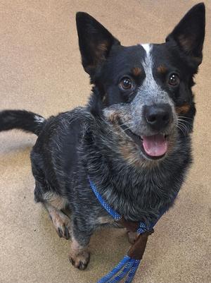 Jimothy, Australian Cattle Dog, adult, available for adoption