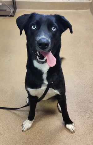 Pythia, Siberian Husky Mix, adult, available for adoption