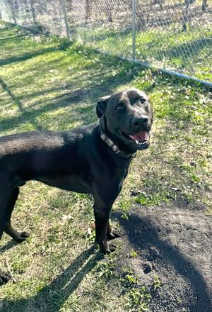 Pal - In Foster, Labrador Retriever Mix, adult, available for adoption