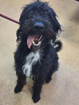 Koda, Poodle Mix, young, available for adoption