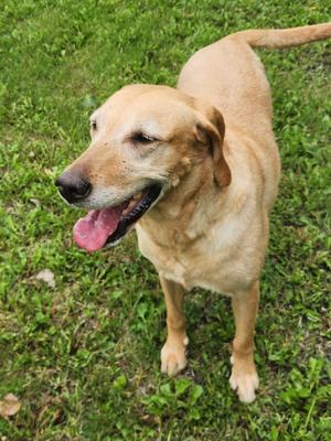 Thelma, Labrador Retriever Mix, adult, available for adoption