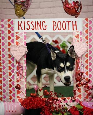 Diesel, Siberian Husky / Pit Bull Terrier, adult, available for adoption