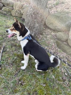 A black and white dog with a blue collar sits on grass next to a tree.