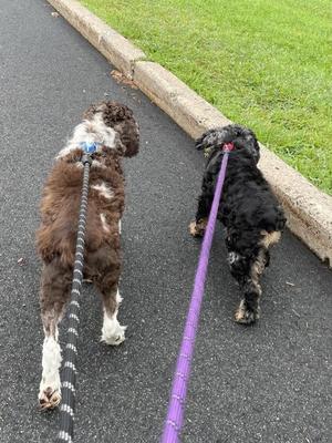 Bella And Benjamin, Cocker Spaniel, senior, available for adoption