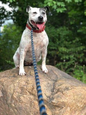 Hilda, Jack Russell Terrier / Bull Terrier, senior, available for adoption