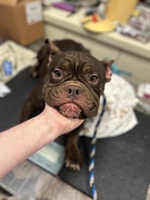 Penny, French Bulldog / English Bulldog, adult, available for adoption