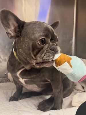 A gray French Bulldog holding a toy in its mouth