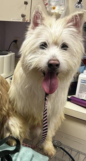 Benji, Siberian Husky / West Highland White Terrier / Westie, adult, available for adoption