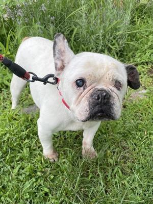 Maggie, French Bulldog, senior, available for adoption