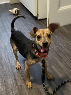 Joy, Chihuahua / Dachshund, young, available for adoption