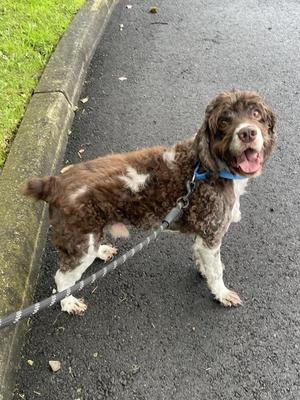 Benjamin And Bella, Cocker Spaniel, senior, available for adoption
