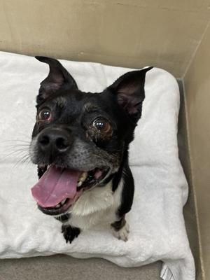 Jack, Boston Terrier / Pug, adult, available for adoption