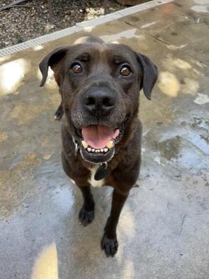 Charlie, Labrador Retriever / Pit Bull Terrier, senior, available for adoption