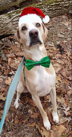 Grover, Catahoula Leopard Dog / Labrador Retriever, senior, available for adoption